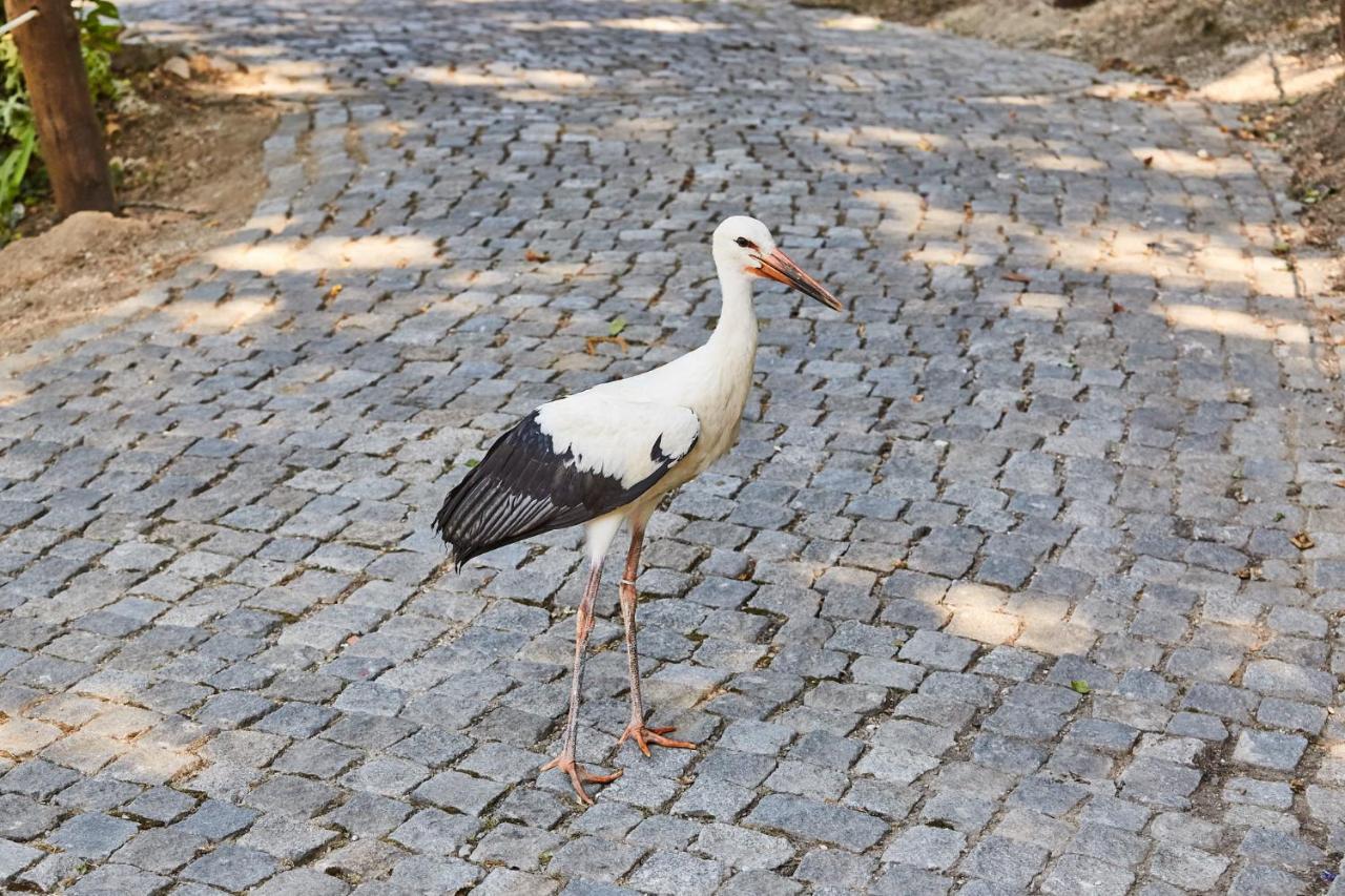 Вилла Quinta Do Lordelo Turismo Rural Пеньяфьель Экстерьер фото